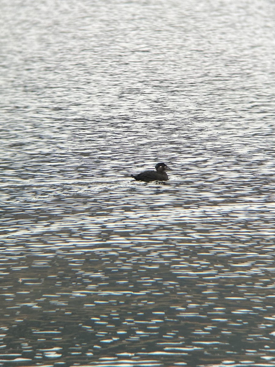 Surf Scoter - ML611016195