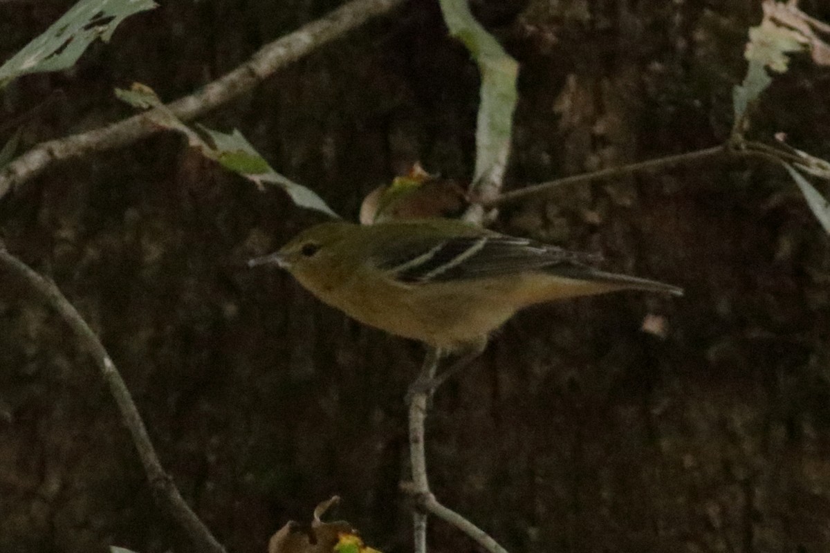 Bay-breasted/Blackpoll Warbler - ML611016242