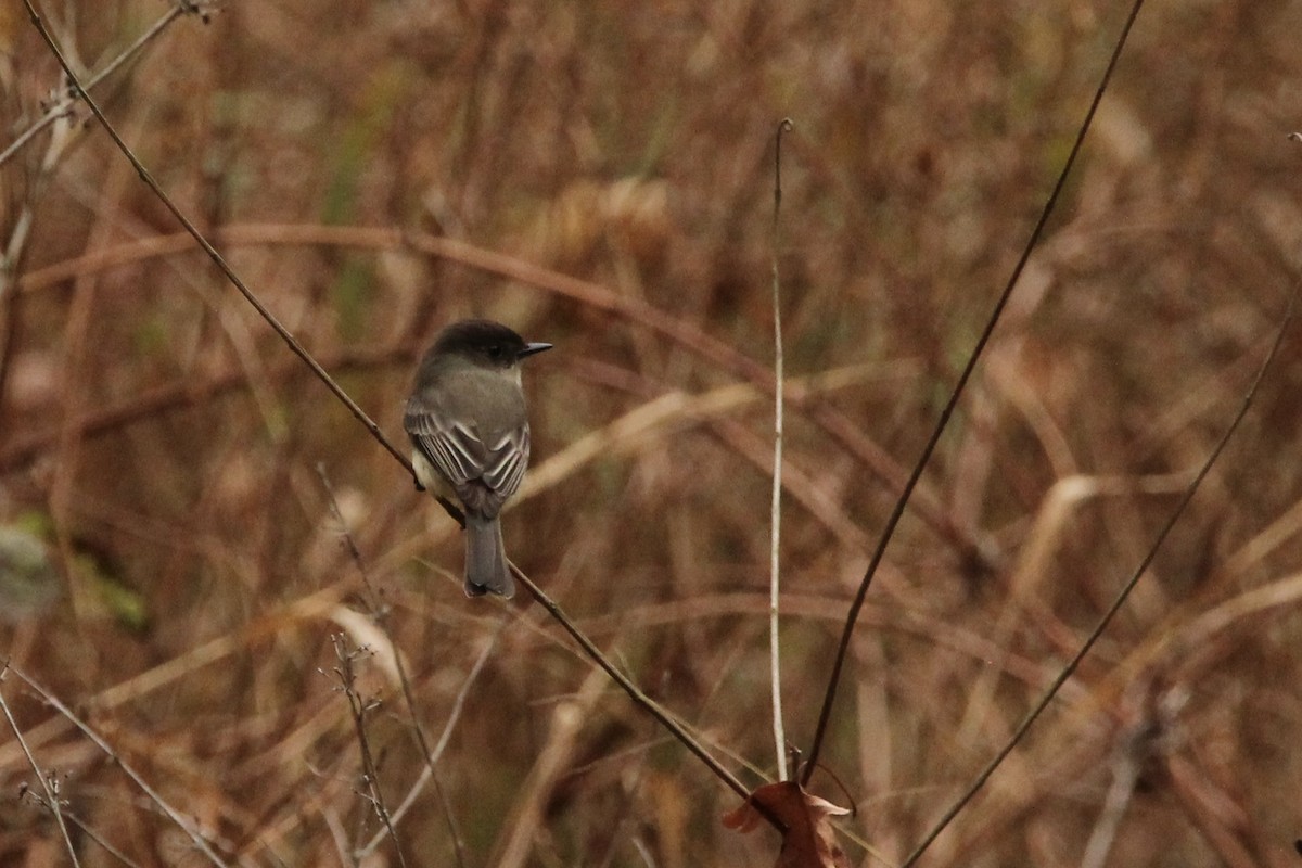 Eastern Phoebe - ML611016247