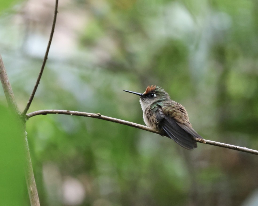 Colibri à tête rose - ML611016331