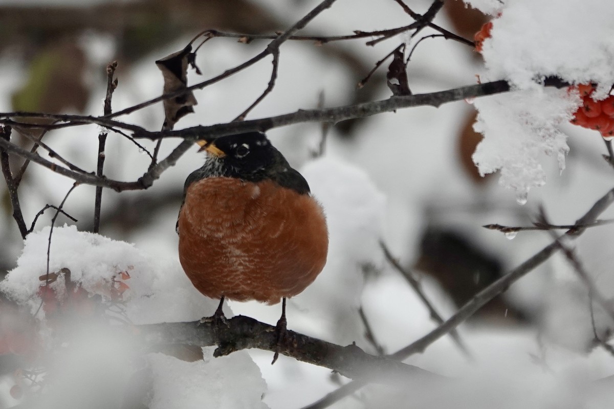 American Robin - ML611016623