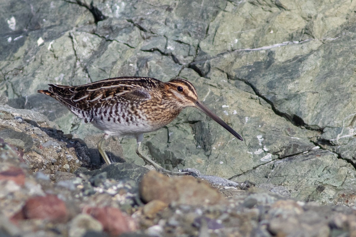 Wilson's Snipe - ML611016674