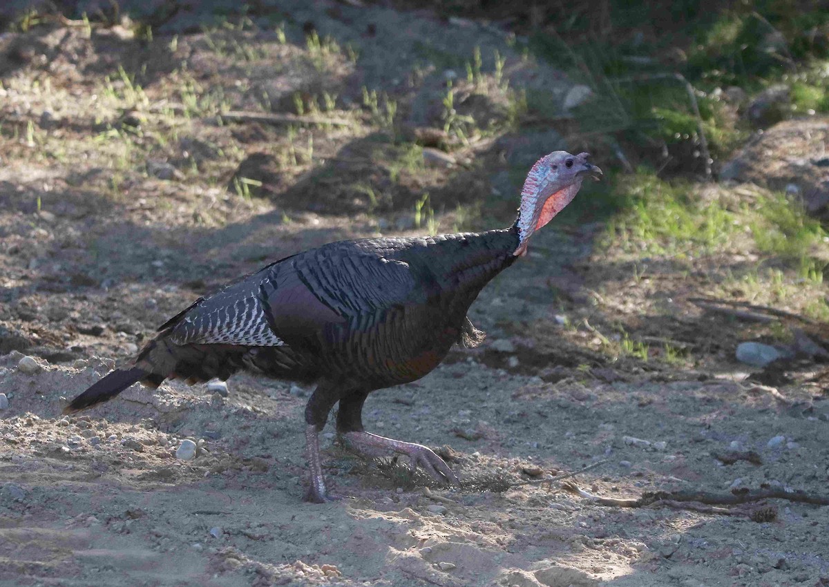 Wild Turkey - ML611016759