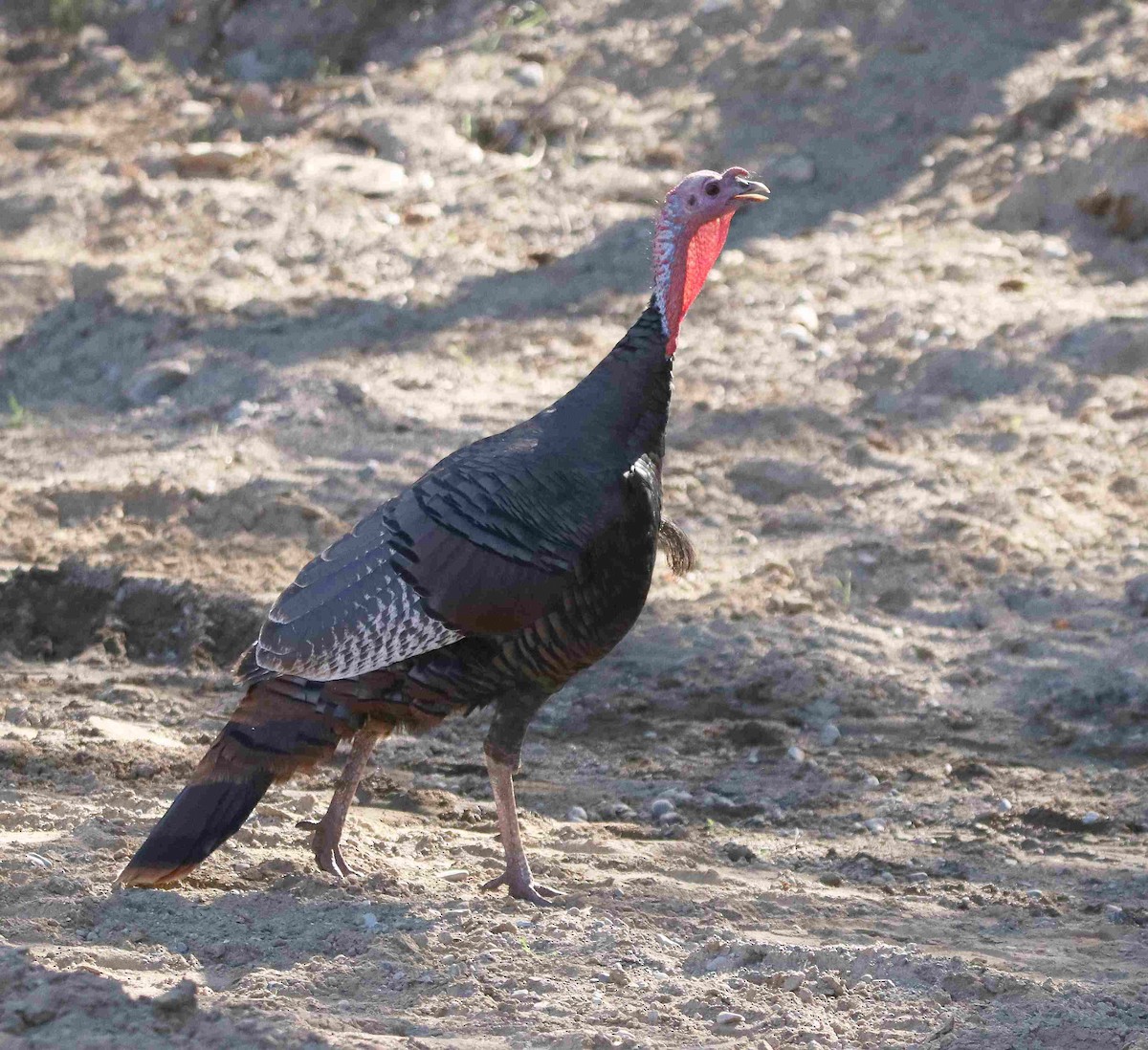 Wild Turkey - ML611016761