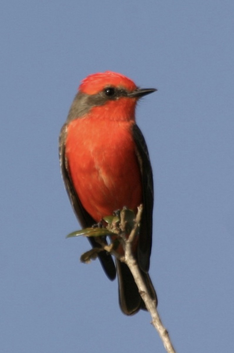Vermilion Flycatcher - ML611016774