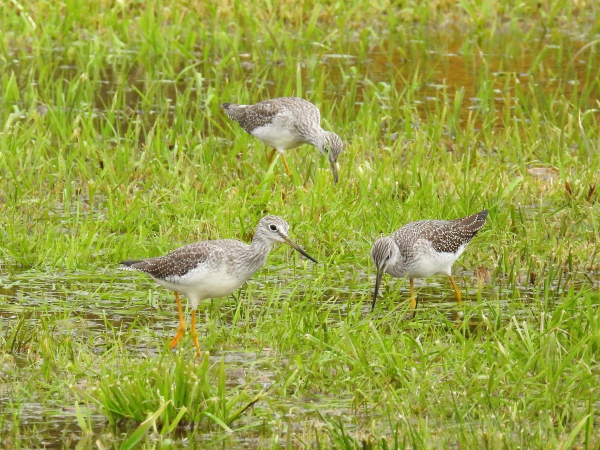 Greater Yellowlegs - ML611016798