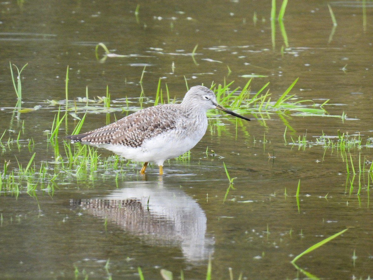 Greater Yellowlegs - ML611016800