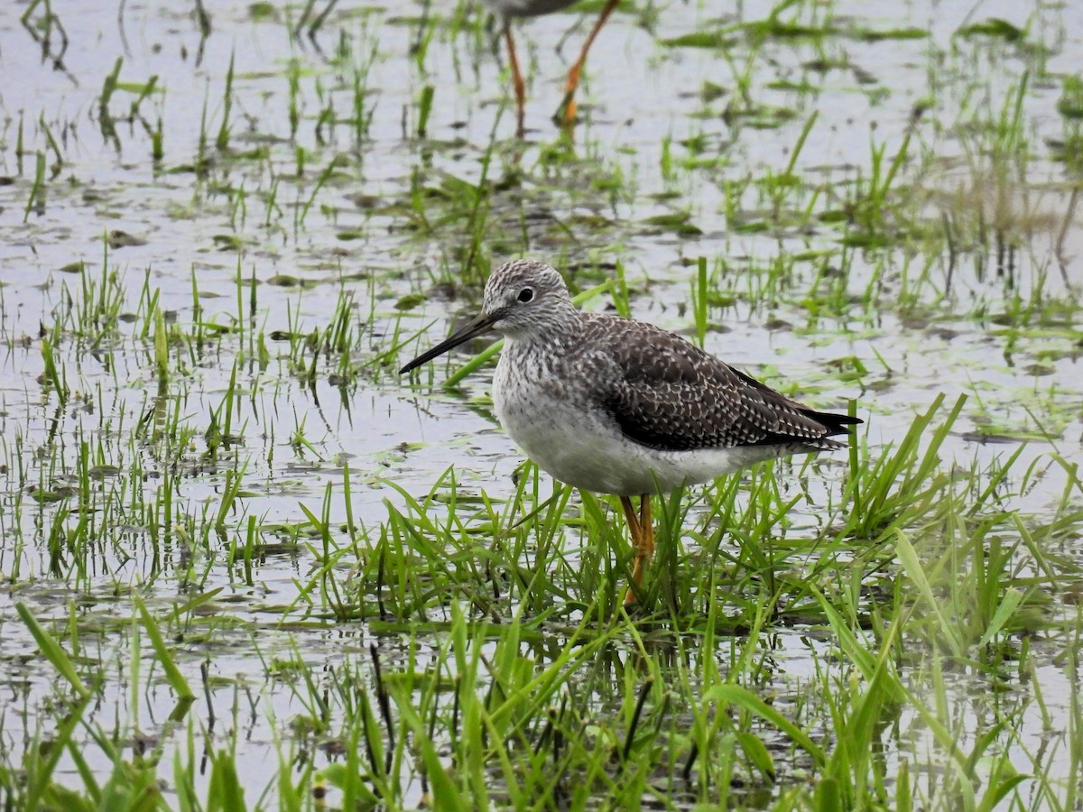 Greater Yellowlegs - ML611016801