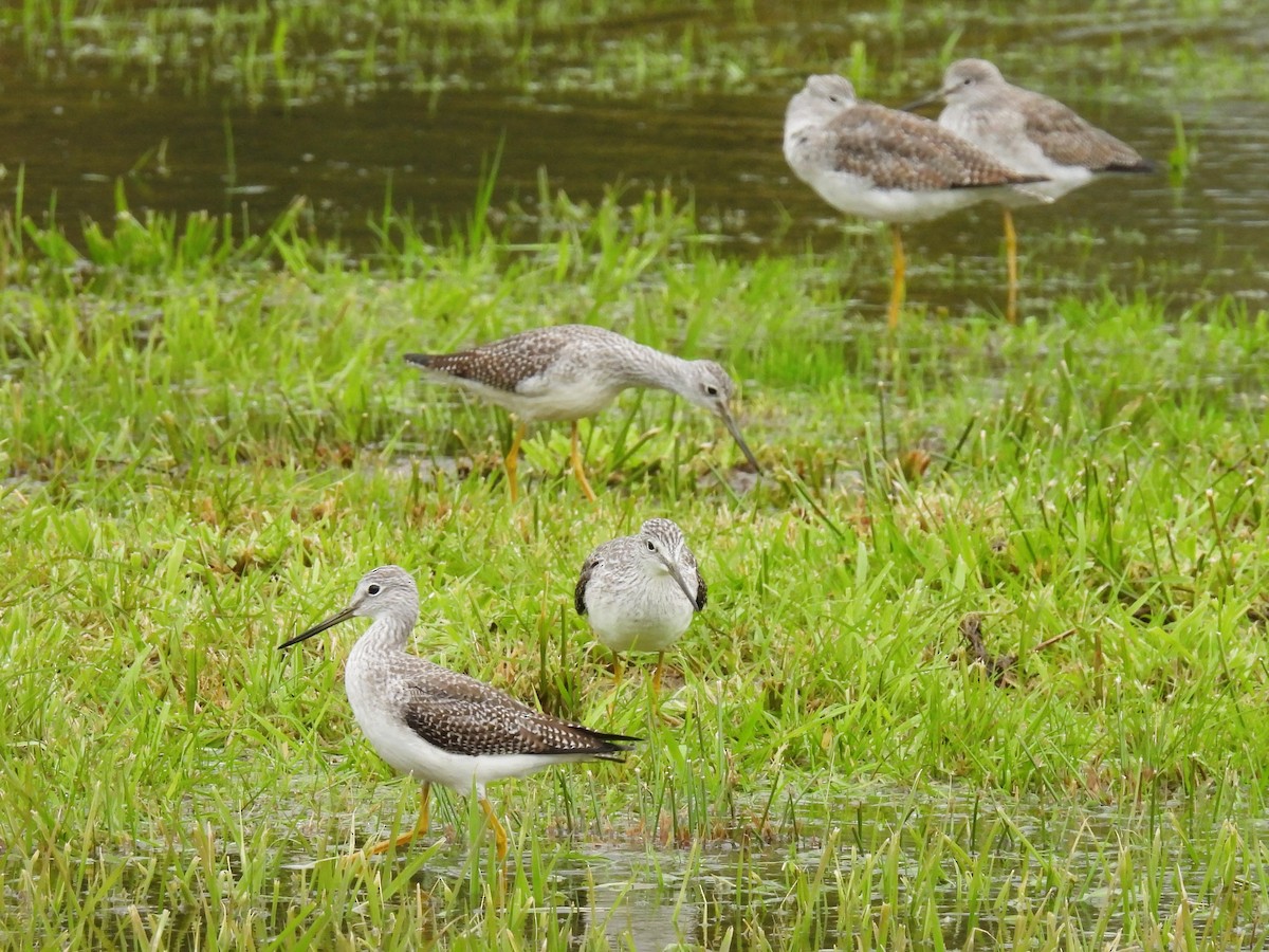 Greater Yellowlegs - ML611016802