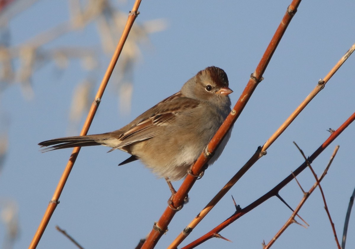 White-crowned Sparrow - Loren Kliewer