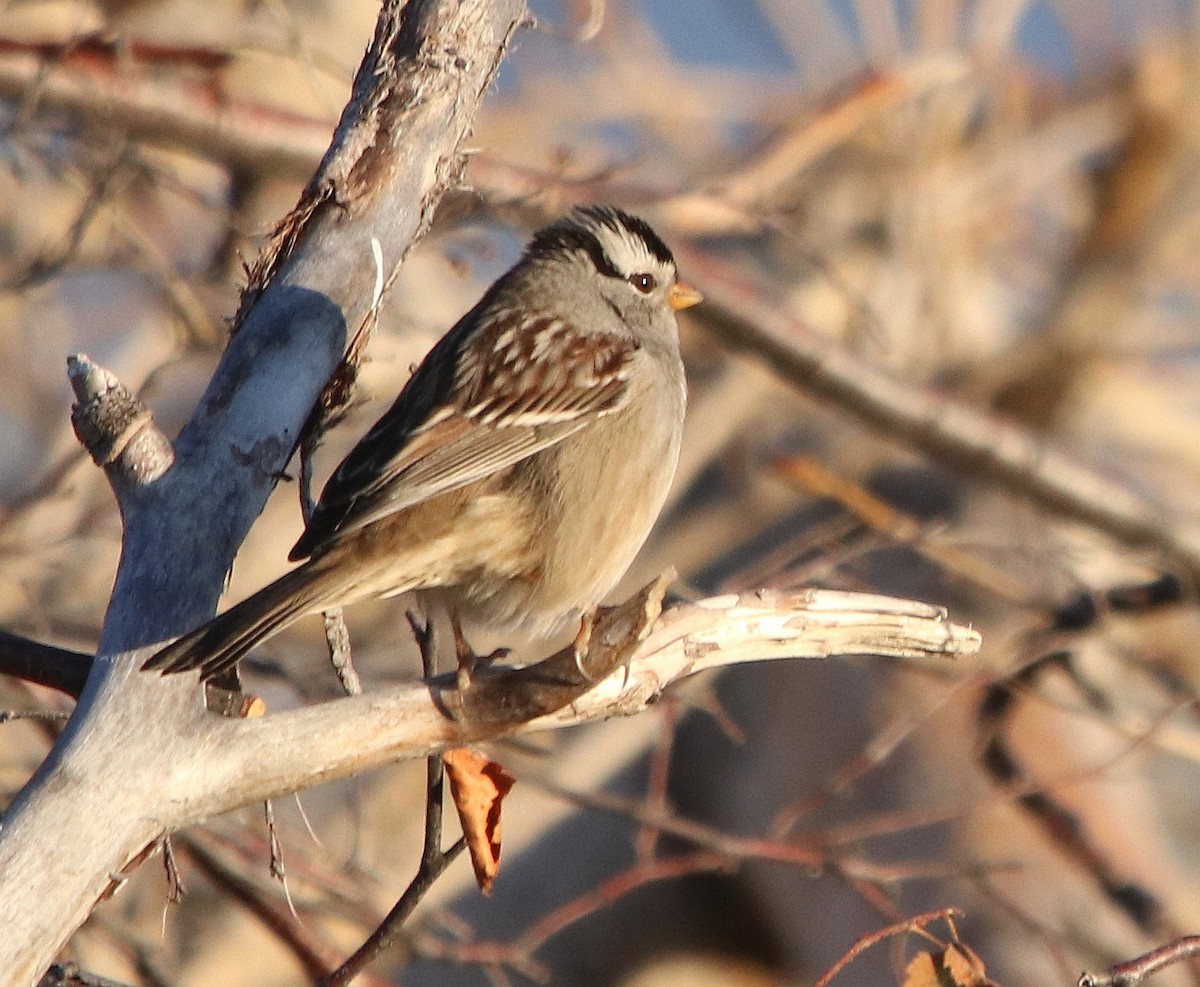 White-crowned Sparrow - ML611016957