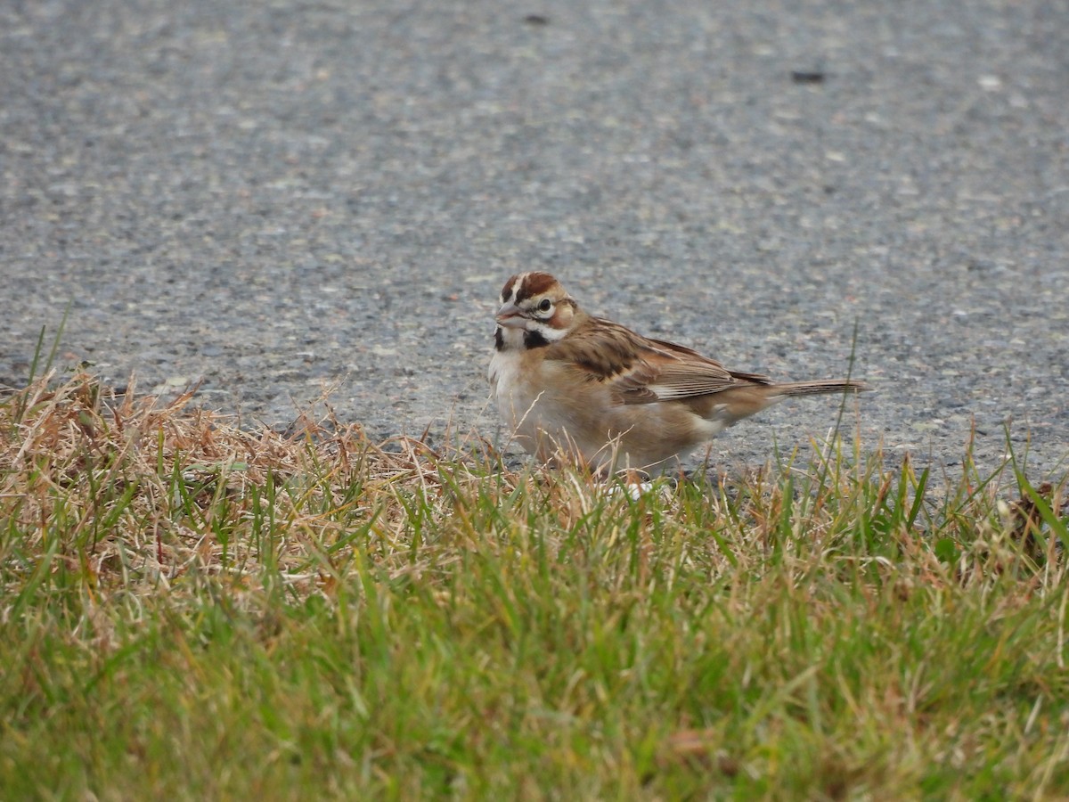 Lark Sparrow - Megan Boucher