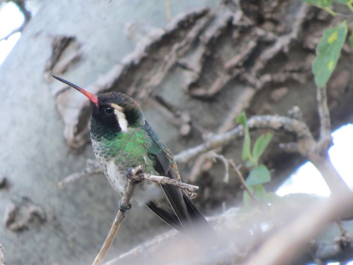 White-eared Hummingbird - Sonja Mendoza