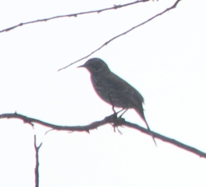 Sage Thrasher - ML611017122