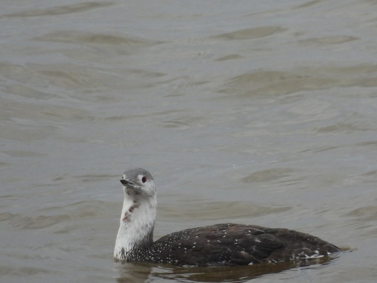 Red-throated Loon - Megan Boucher