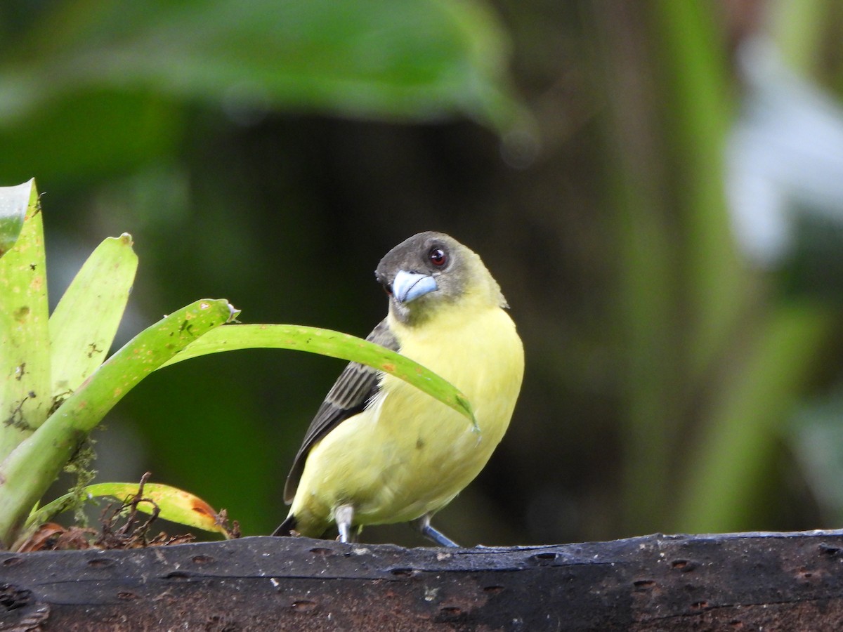 Flame-rumped Tanager (Lemon-rumped) - ML611017461