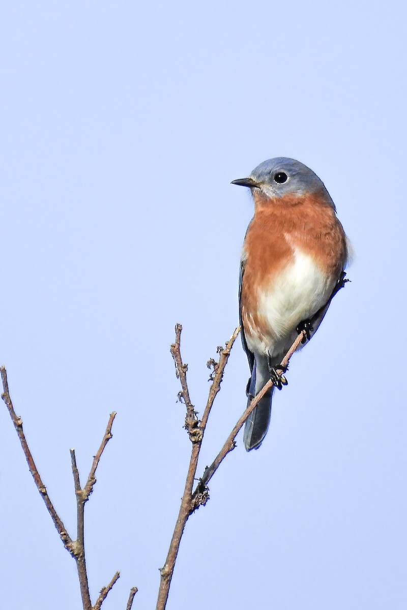 Eastern Bluebird - ML611017496