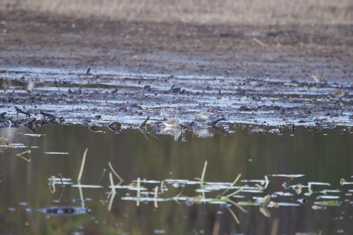 Lesser Yellowlegs - ML611017564