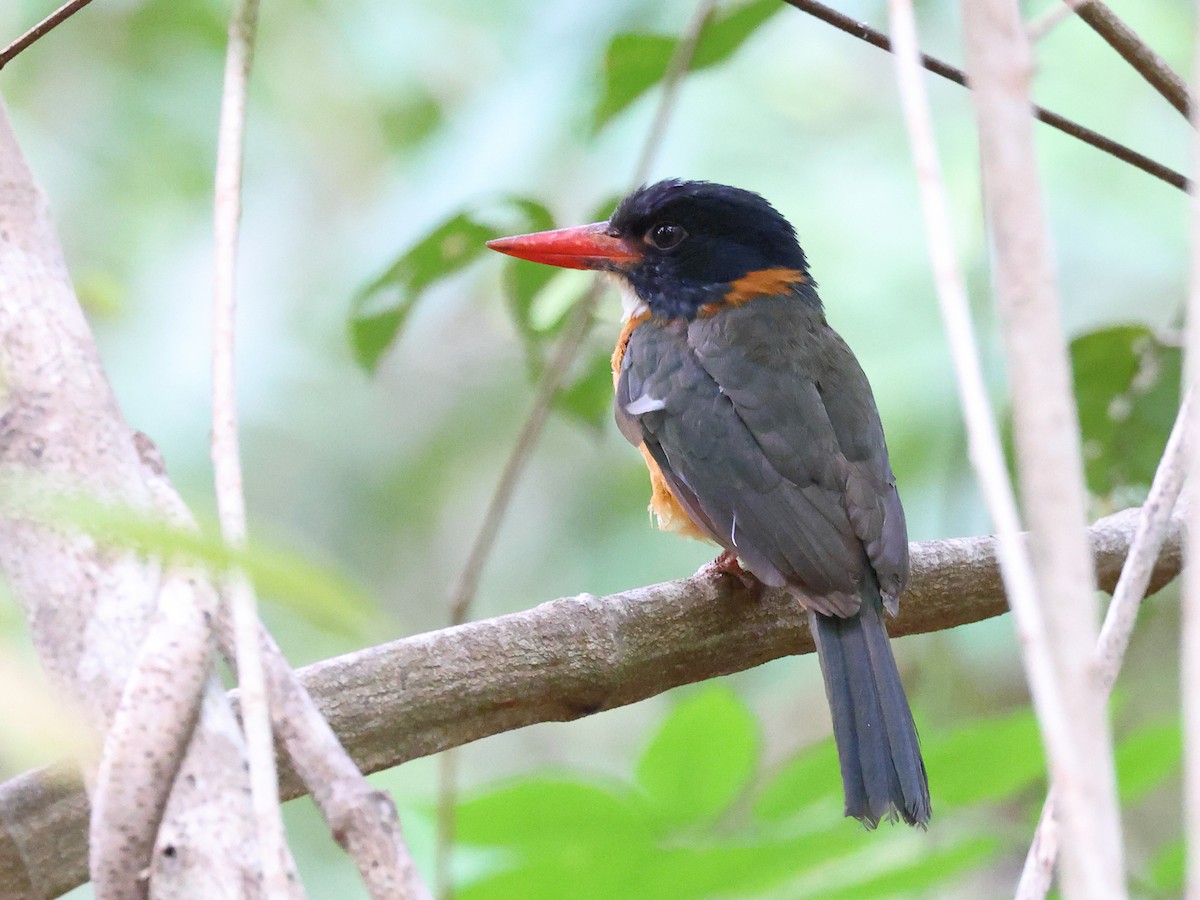 Green-backed Kingfisher (Black-headed) - ML611017566