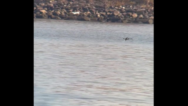 Red-necked Grebe - ML611017629