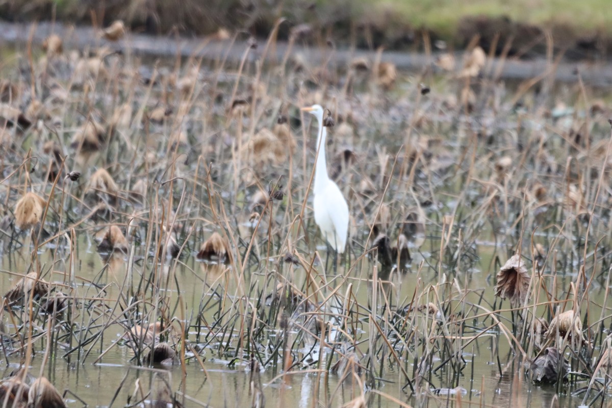 Great Egret - Hunter Hammil