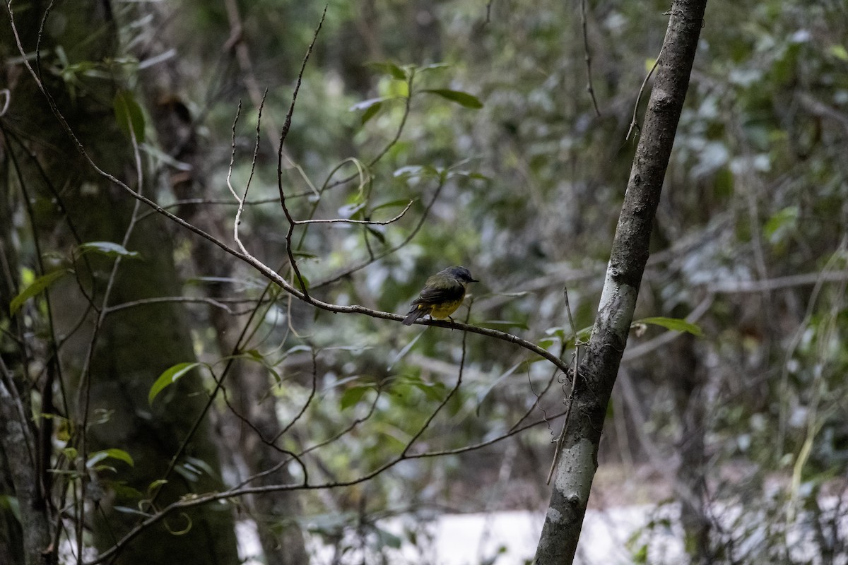 Eastern Yellow Robin - ML611017677