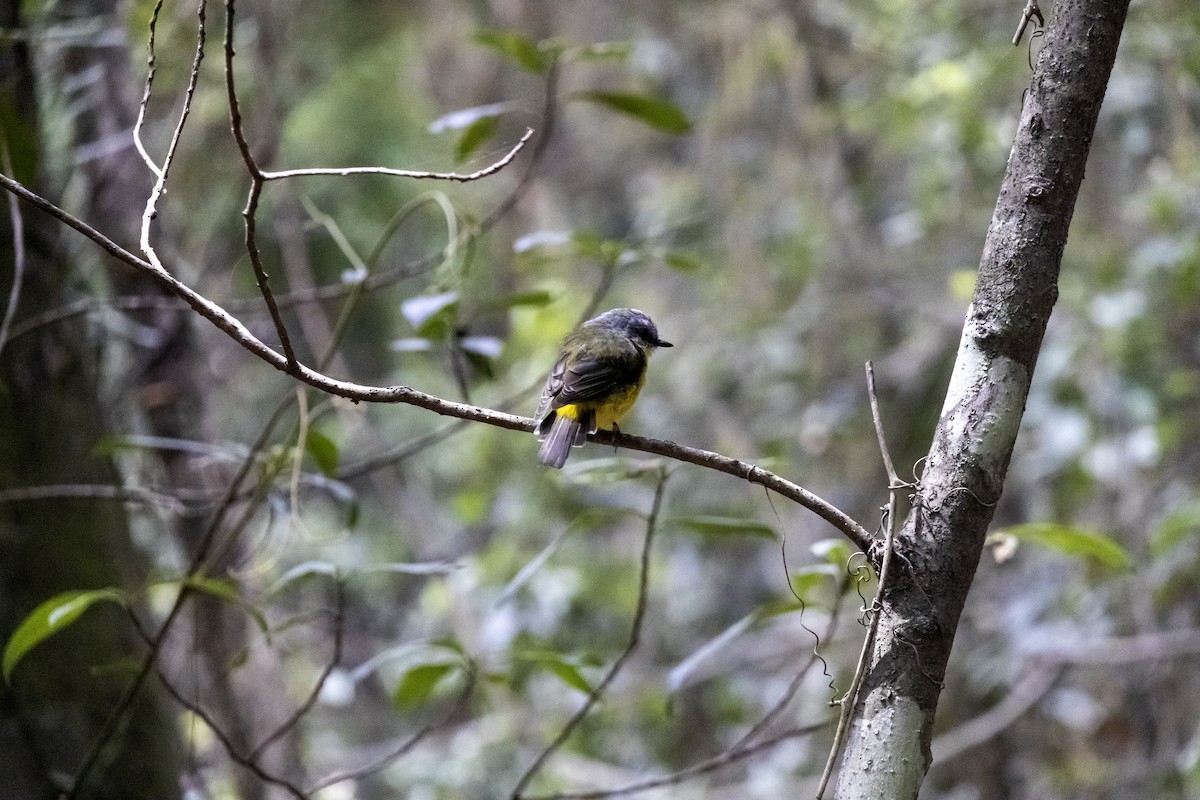 Eastern Yellow Robin - ML611017679