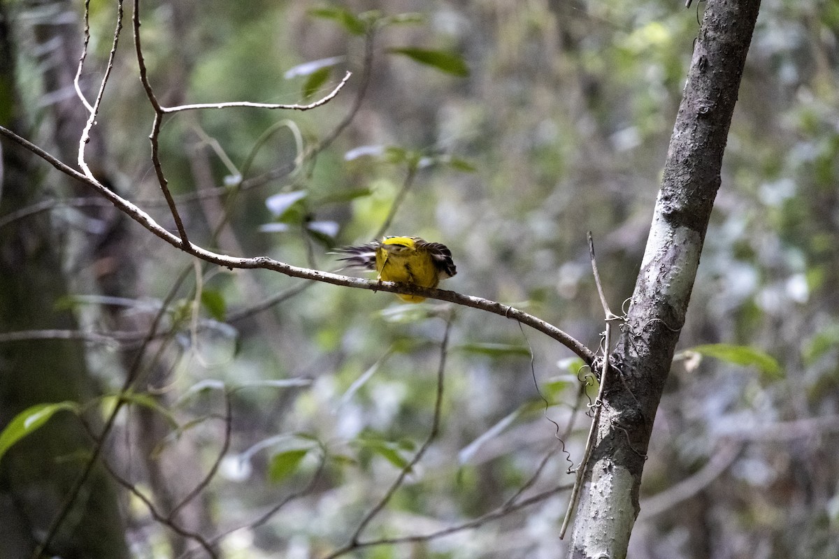 Miro à poitrine jaune - ML611017680