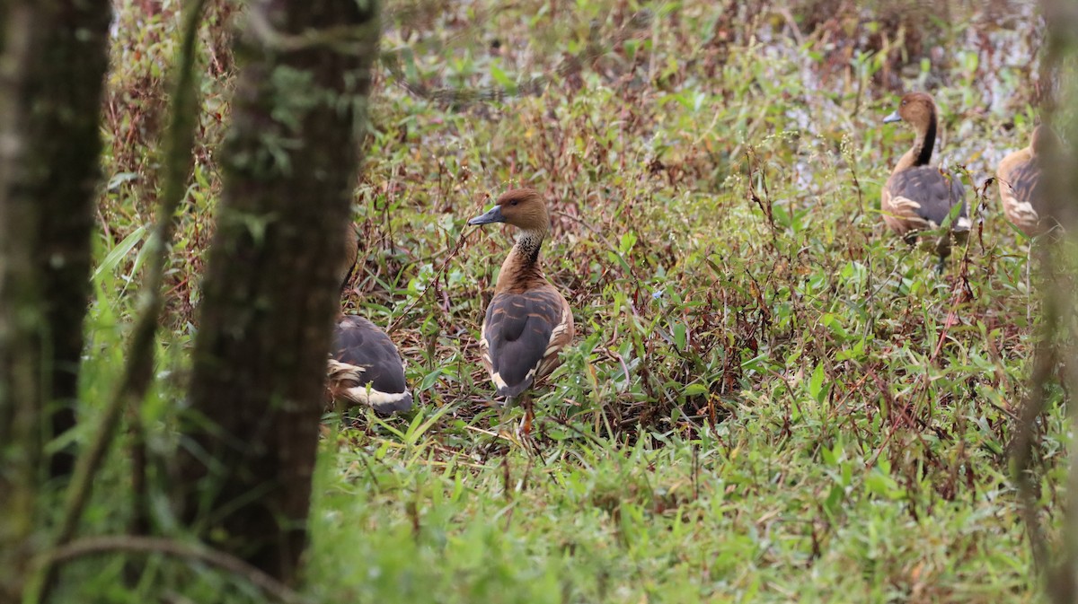 Fulvous Whistling-Duck - ML611017693