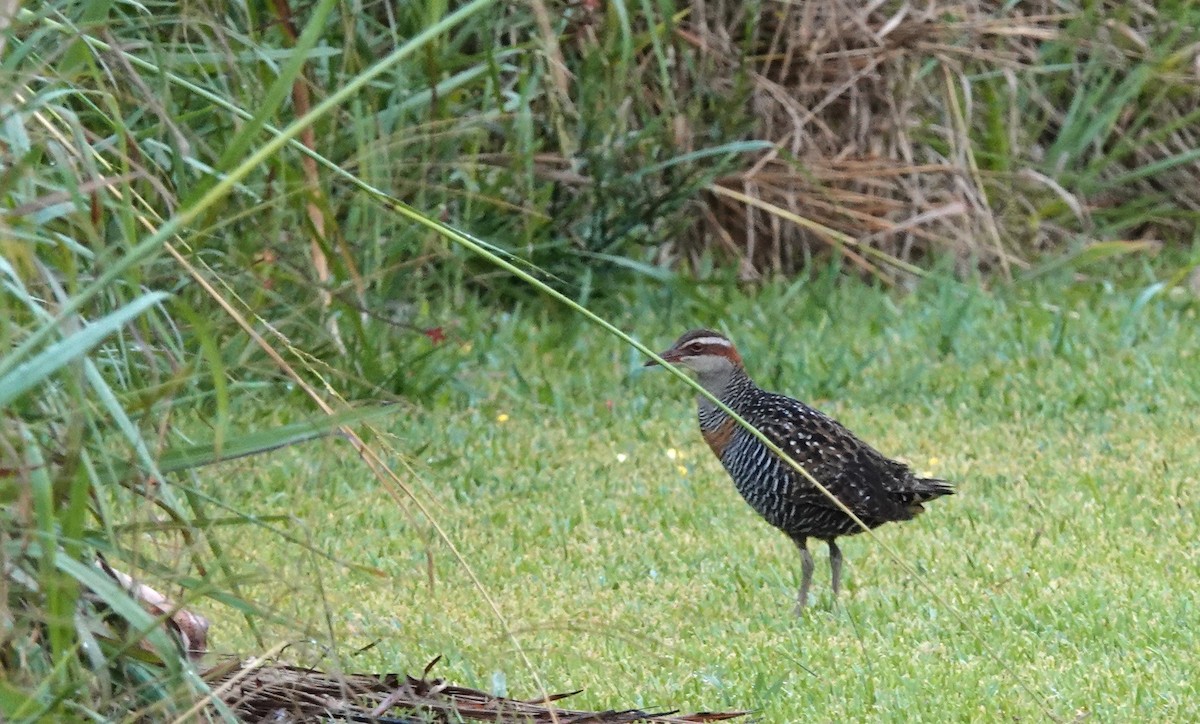 Buff-banded Rail - ML611017738