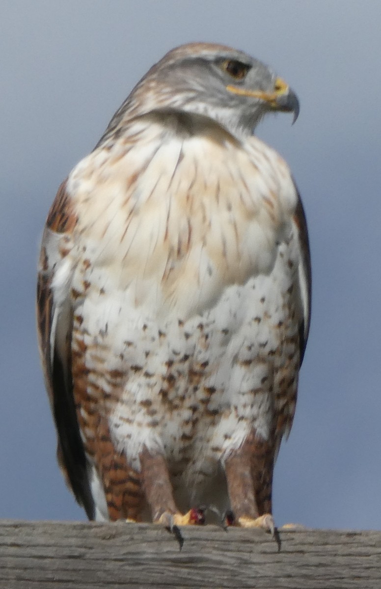 Ferruginous Hawk - ML611017809