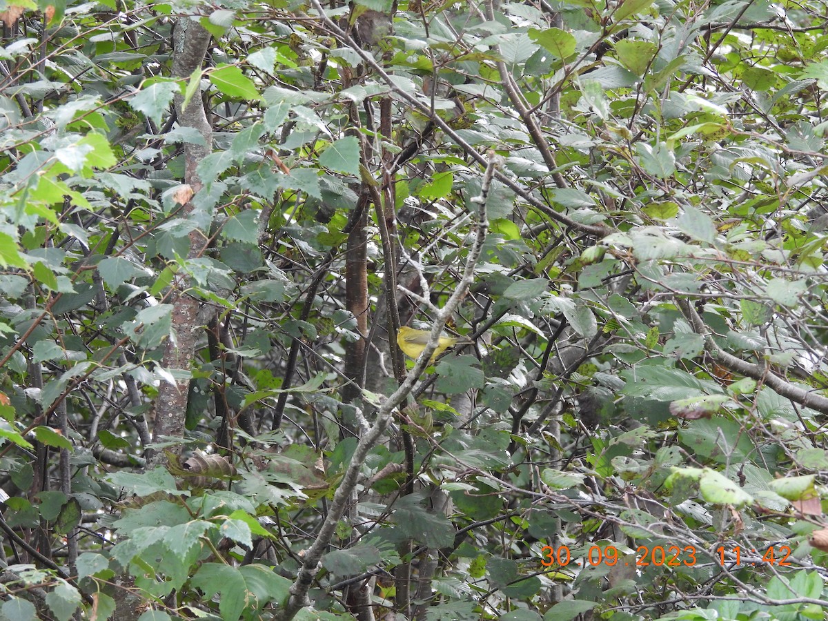 Wilson's Warbler - Megan Boucher