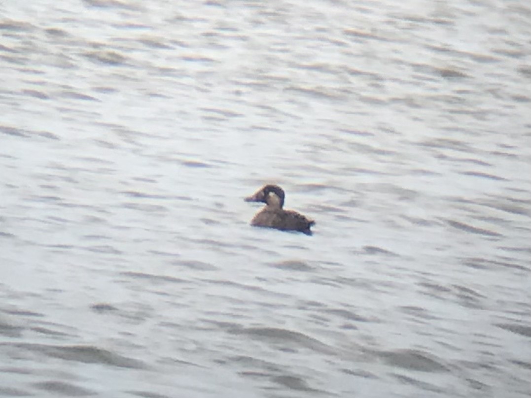 Surf Scoter - ML611017849