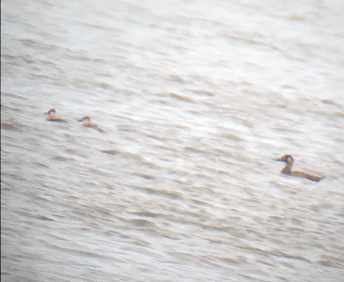 Surf Scoter - Luke Thompson