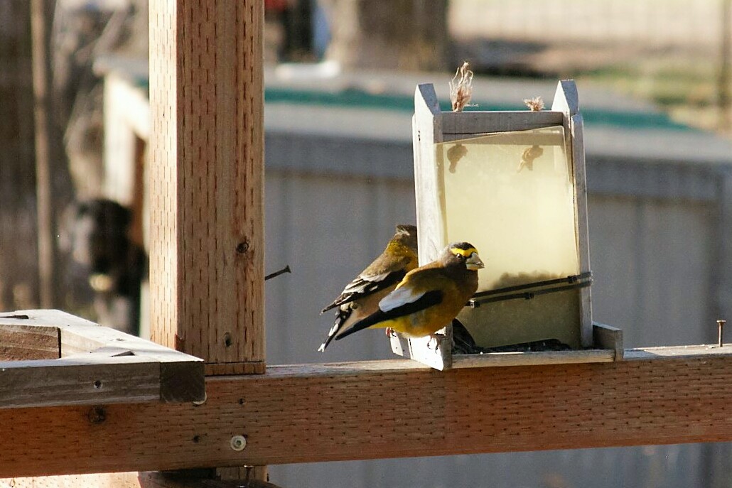 Evening Grosbeak - Ryan Williamson