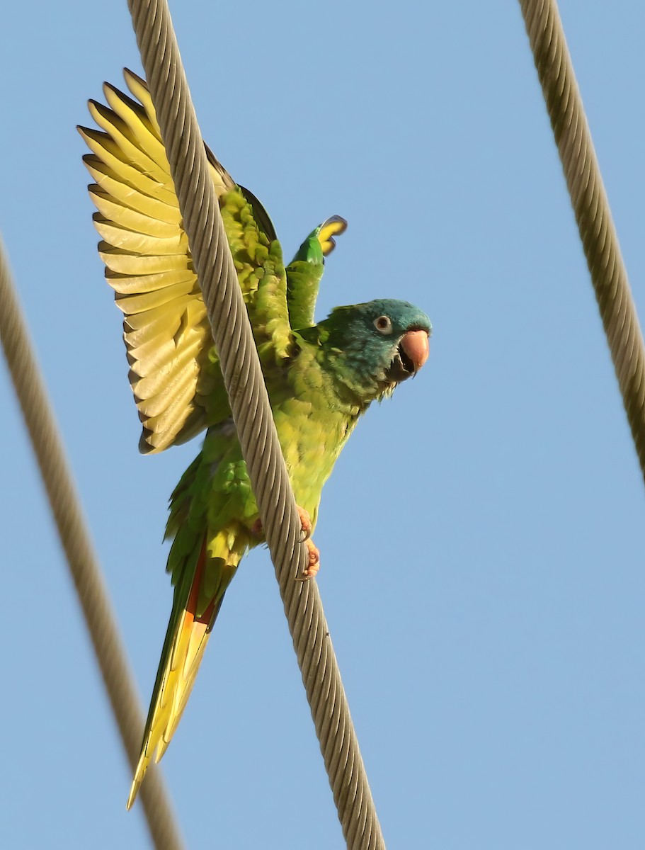 Blue-crowned Parakeet - David Funke