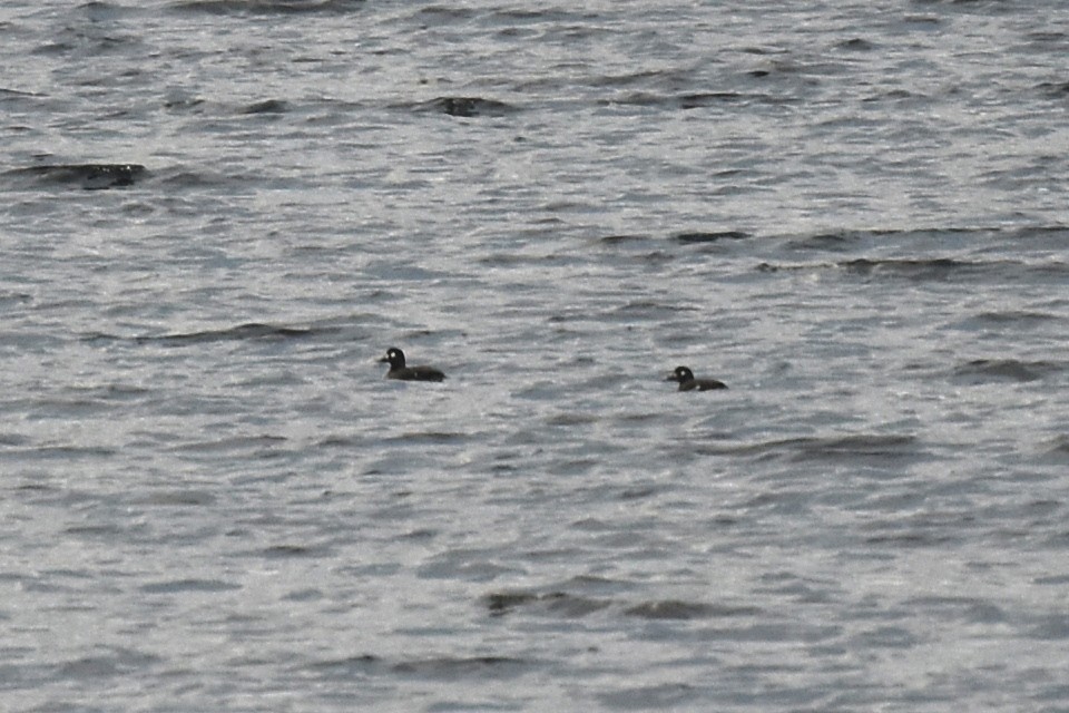 Velvet Scoter - Blair Whyte