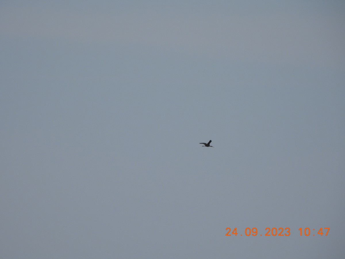 Glossy Ibis - ML611017983