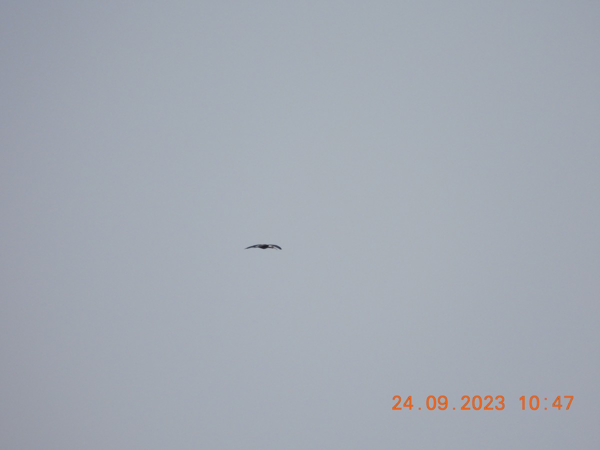 ibis hnědý - ML611017984