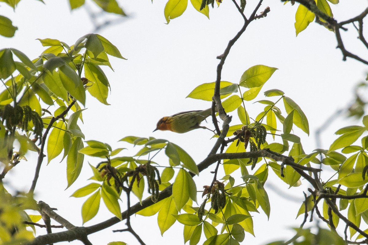 Blackburnian Warbler - Kalpesh Krishna