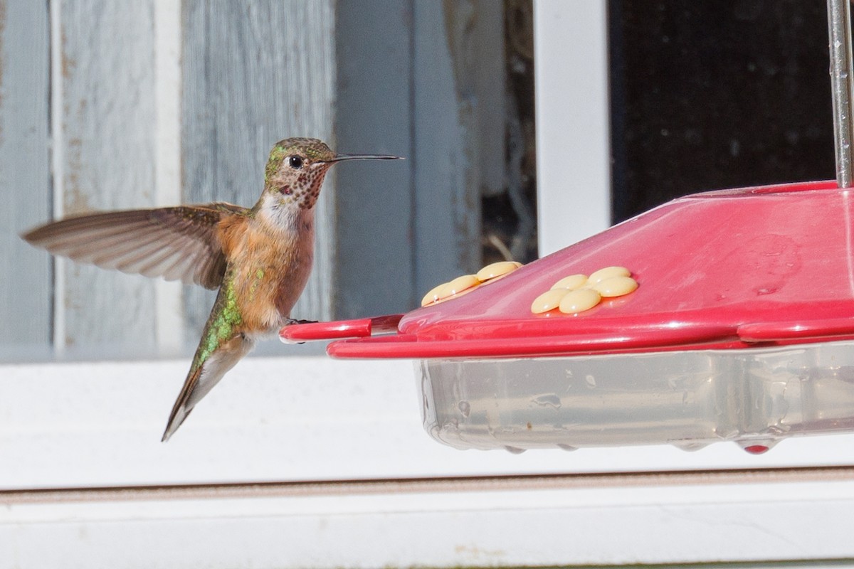Broad-tailed Hummingbird - ML611018221