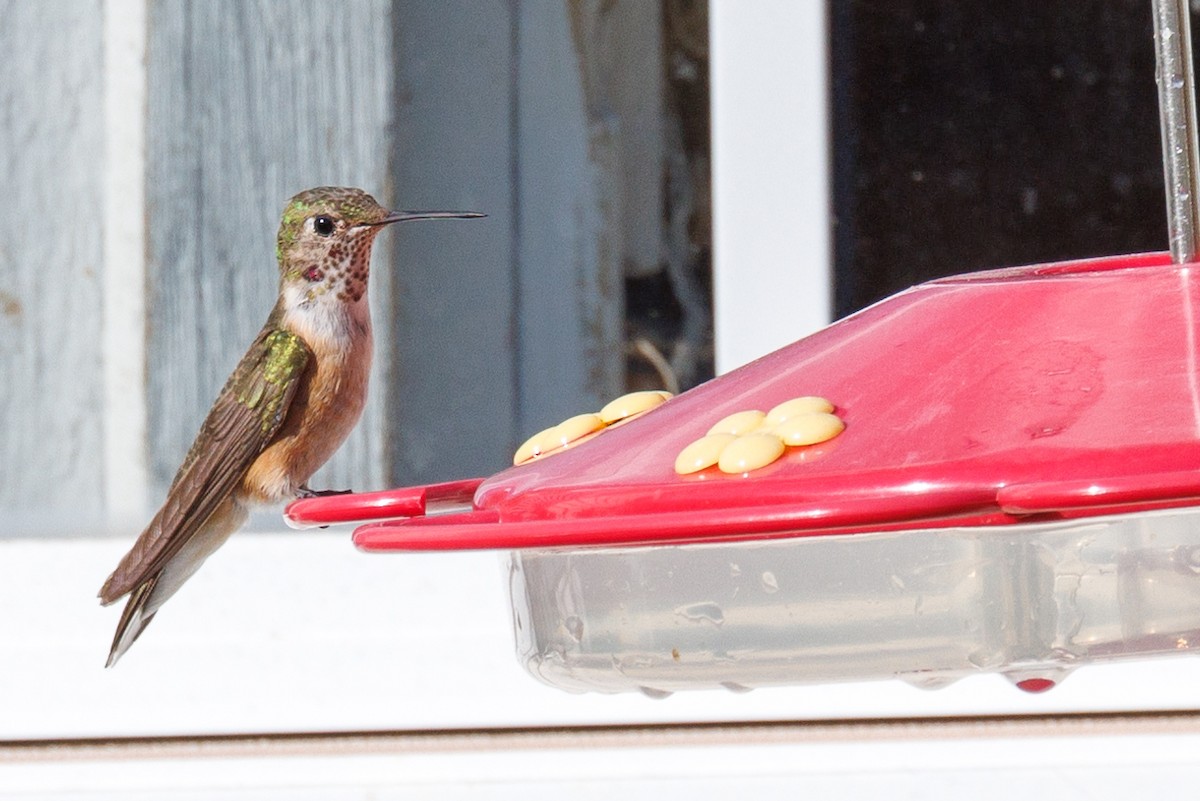 Broad-tailed Hummingbird - ML611018226
