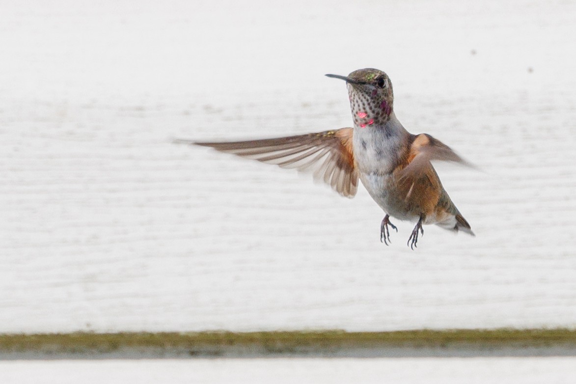 Broad-tailed Hummingbird - ML611018243