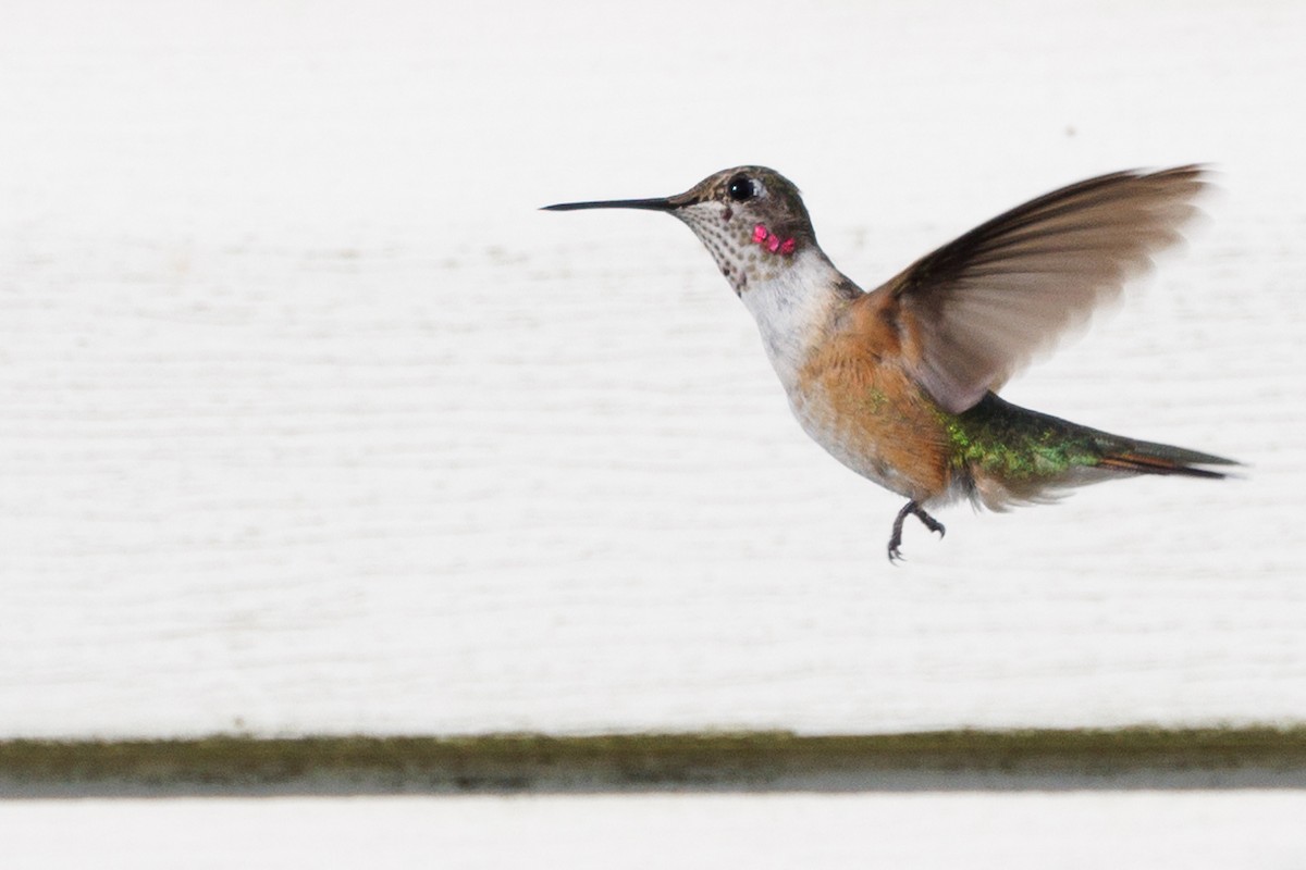 Broad-tailed Hummingbird - ML611018244