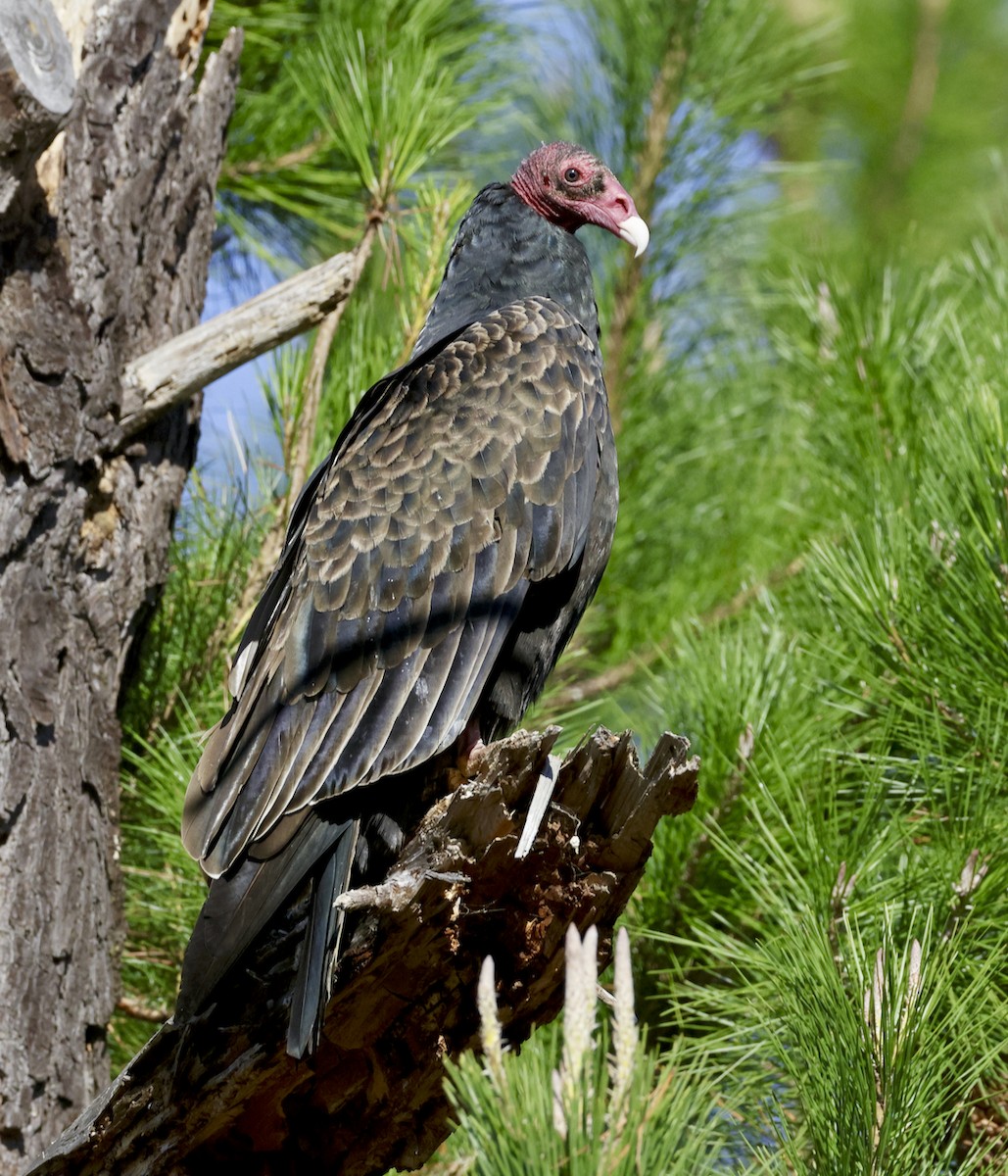 Turkey Vulture - ML611018262
