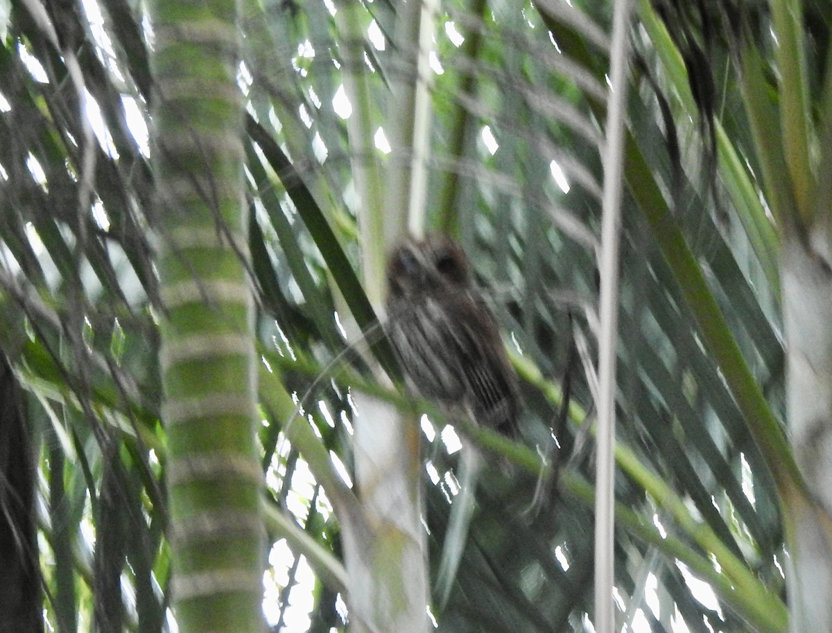 Puerto Rican Owl - ML611018325