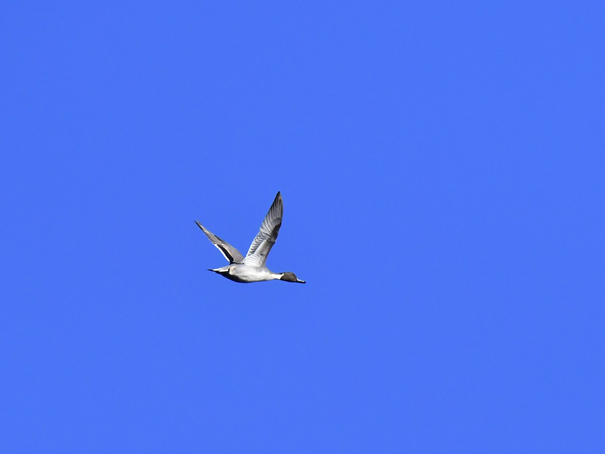 Northern Pintail - ML611018326