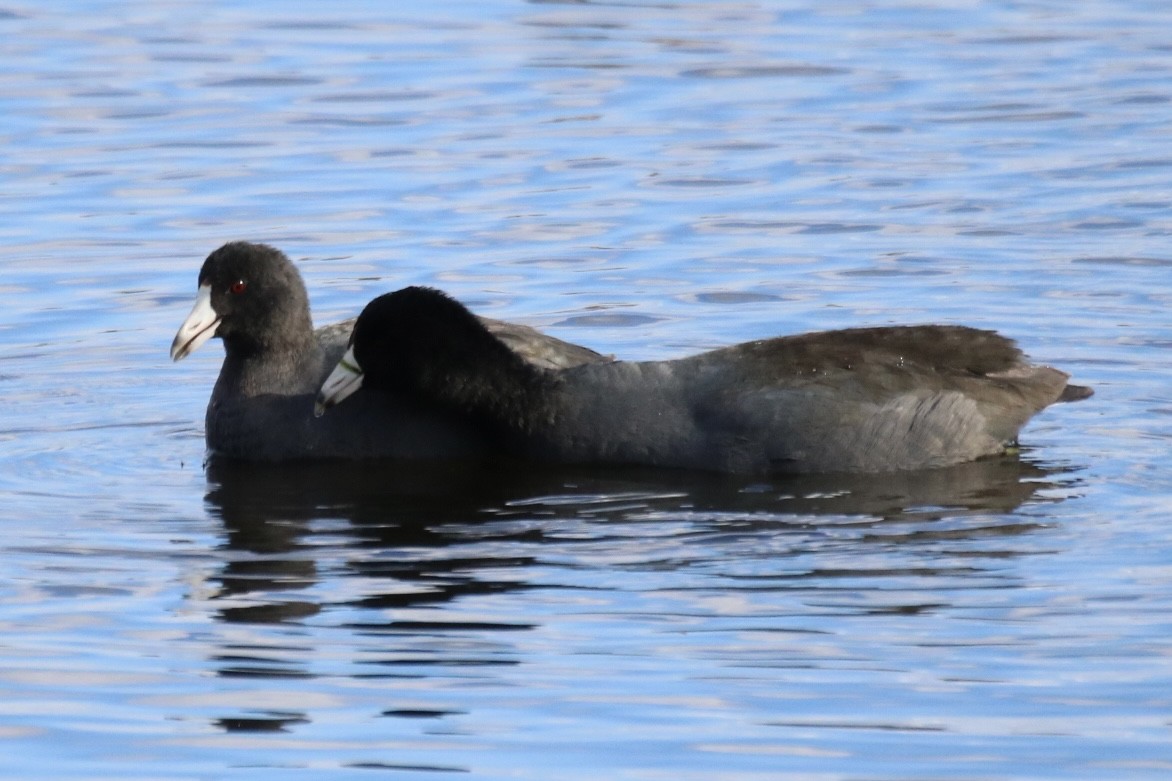 American Coot - ML611018377