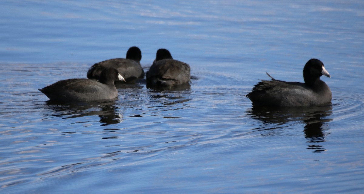 American Coot - ML611018380