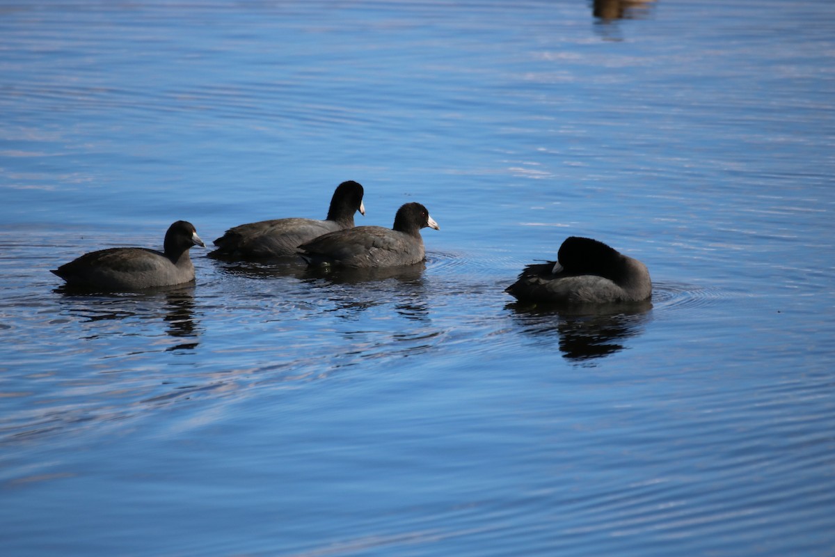 American Coot - ML611018381